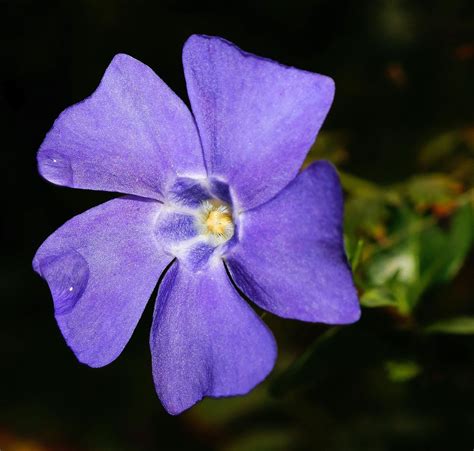 Purple 5 Petaled Flower · Free Stock Photo
