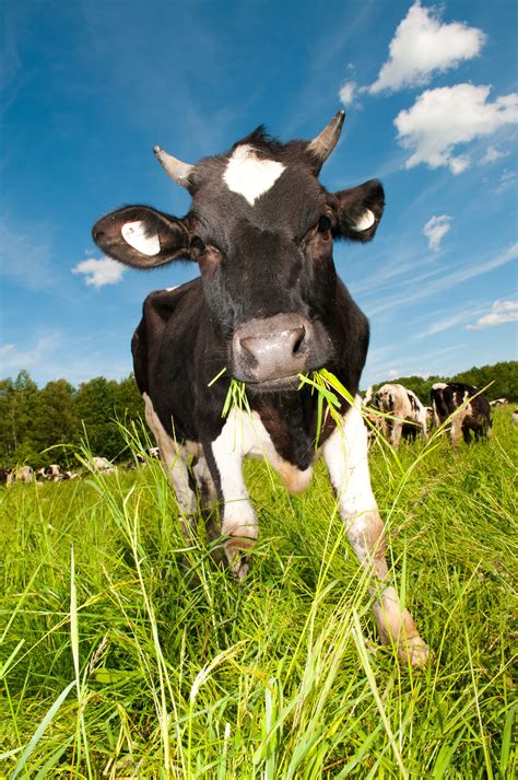 Small Farm Animals That Eat Grass