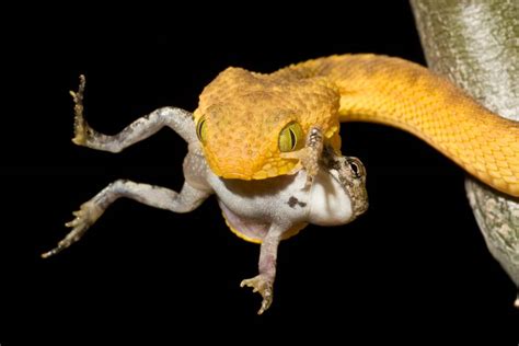 Garter Snake Eating Frog