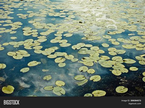 Seamless Pond Texture Image And Photo Free Trial Bigstock