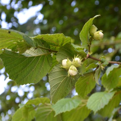 The hazel (corylus) is a genus of deciduous trees and large shrubs native to the temperate northern hemisphere. Hazel - planting, pruning, care and harvesting hazelnuts ...