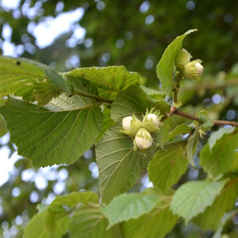 In its 40+ years of existence, the company is reckoned as one of the most trusted manufacturer & supplier of plant & machineries, not just in india, but. Hazel - planting, pruning, care and harvesting hazelnuts ...