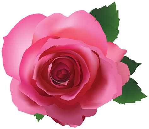 Pink Rose Transparent Png Image Gallery Yopriceville High Quality