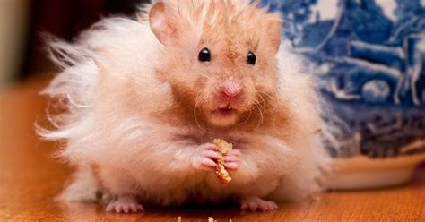 Fluffy Hamster Cute Little Thing Pinterest Hamsters Winter White