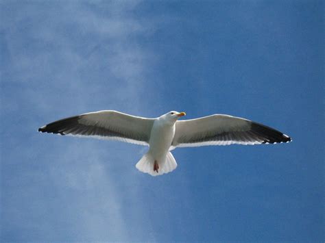 Free Images Bird Wing Sky Seabird Flying Seagull Beak Flight