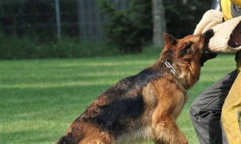 15 Dog Breeds With The Strongest Bite Force In The World Dogs Land