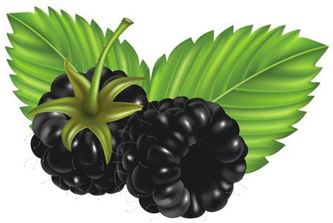Blackberries Png Vector Clipart Image Animated Heart  Clip Art My