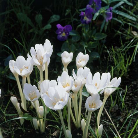 How To Grow And Care For Autumn Crocus