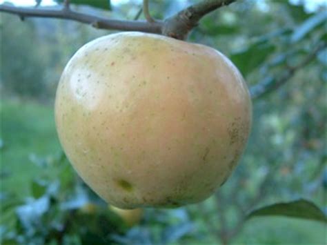 They are named for their bright, pink flesh. California Eating: Pleasures of the flesh