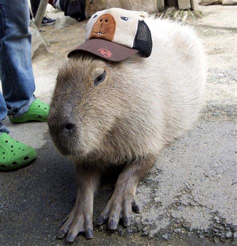 Capybaras Ts Merchandise For Sale Artofit