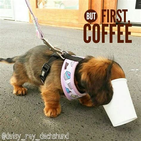Lovely Cute Dachshund Puppy Drinking Coffee Dachshund
