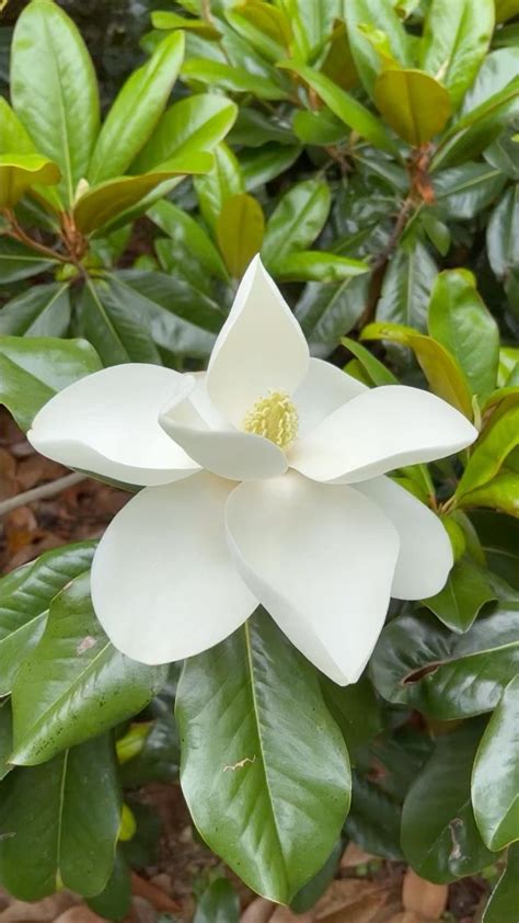 Lydiamccauleymusic On Instagram Southern Magnolia Magnolia