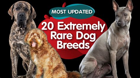 Top 20 Stunningly Rare Dog Breeds In The World