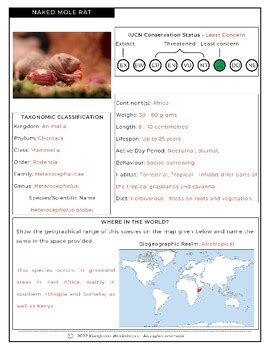 Naked Mole Rat Fact File Worksheet Research Sheet By Kangaroo Worksheets