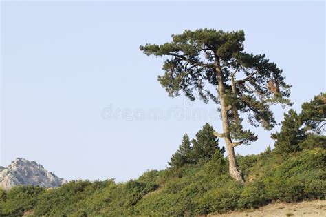 Single Pine Tree Stock Image Image Of Summer Individuality 1432425