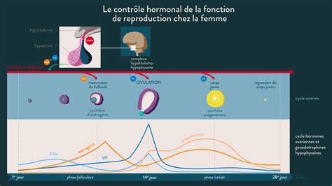 Schéma Régulation De La Fonction De Reproduction Chez La Femme