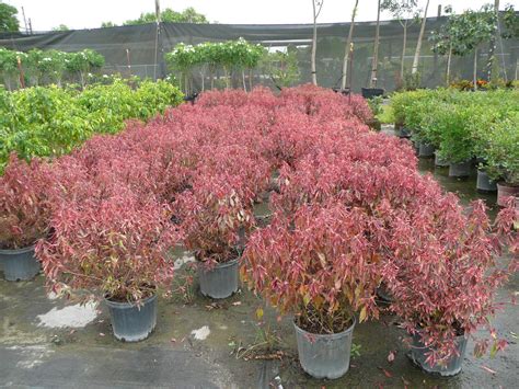 Variegated weigela ($17, the home depot) Gardening South Florida Style: South Florida Hedge Plants v.I