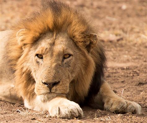 male lion kruger national park south africa kruger national park male lion national parks