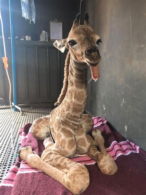 Rescued Baby Giraffe Passes Away With Best Friend Dog By His Side