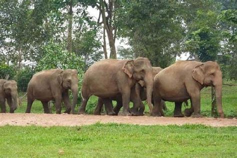 Elephant orphanage sanctuary about 100km (2 hours driving time) east of kuala lumpur has been translocating elephants since the 1980s. Private Tour: Kuala Gandah Elephant Sanctuary and Batu ...