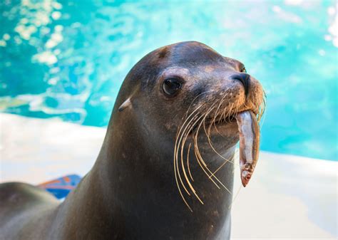 Choosing Ocean Friendly Seafood Saves Marine Animals The Houston Zoo
