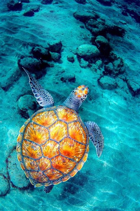 29 Best Underwater Scenes Images On Pinterest Under The