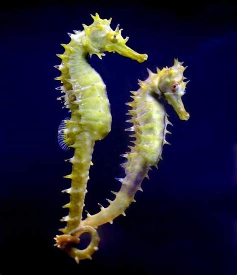 Seahorses Genus Hippocampus Blue Reef Aquatics