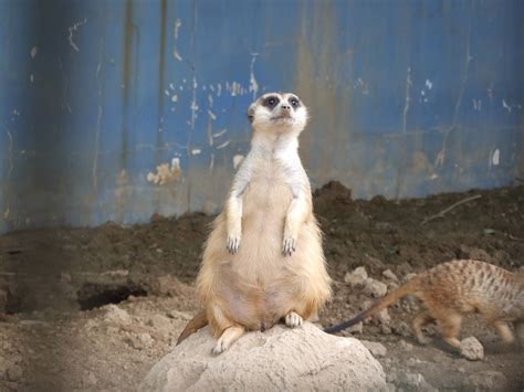 Pregnant Meerkat Zoochat