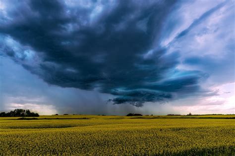 Prairie Storm Over A Canola Field Outside Of Balgonie Saskatchewan