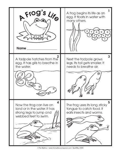 13 Frog Life Cycle Resources And Printables Artofit