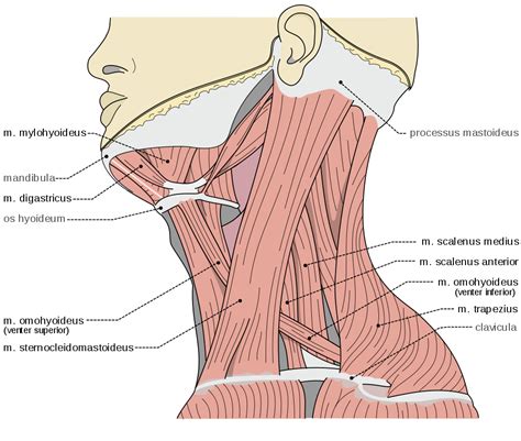 Only two of the more obvious and superficial neck muscles are. Pin on Alignment