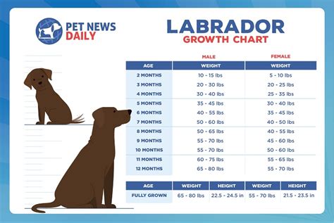 Labrador Growth Chart Size Weight Calculations Pet News Daily