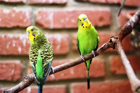 10 Tips On How To Care For Your Pet Bird Birding Planet