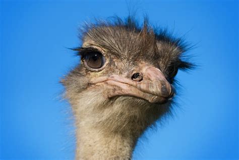 Ostrich Head 2 Royalty Free Stock Images Image 19259259