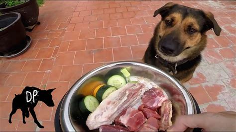 Maybe you would like to learn more about one of these? Raw Fed German Shepherd Mix | Raw Dog Diet #63 - YouTube