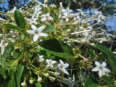 Lolly Bush Species Clerodendrum Floribundum In Lizard Island Field