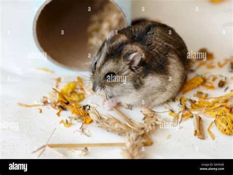 Dwarf Russian Hamster Stock Photo Alamy
