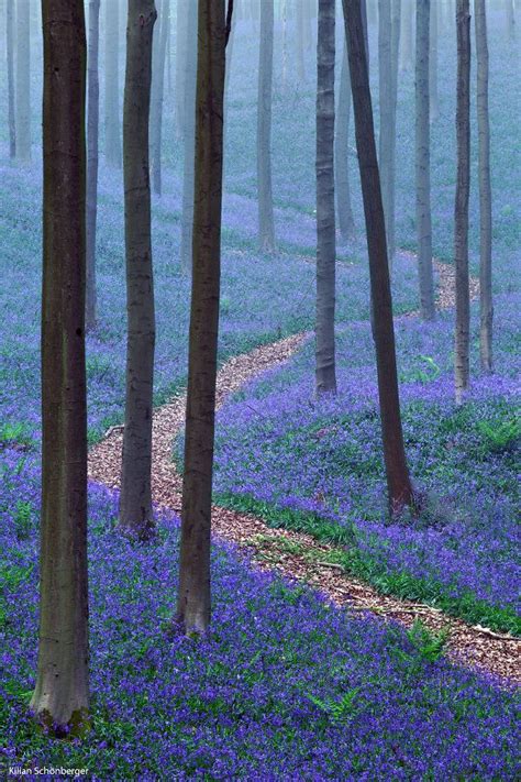 Blue Forest Scenery Mystical Forest