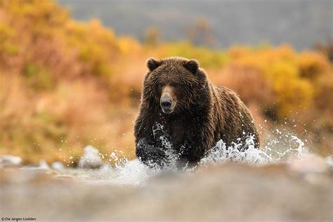 Photographing Alaskas Katmai Brown Bears With Ole Jørgen Liodden