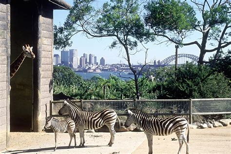Tickets For Taronga Zoo Sydney Best Au