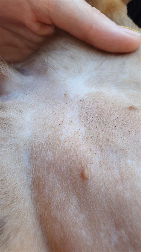 What Are These Small Blackish Dots On My Puppys Underbelly Do I Need