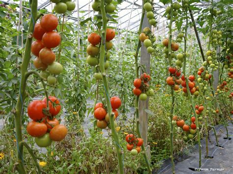 I Started With Sh And Became A Millionaire From Farming Tomatoes