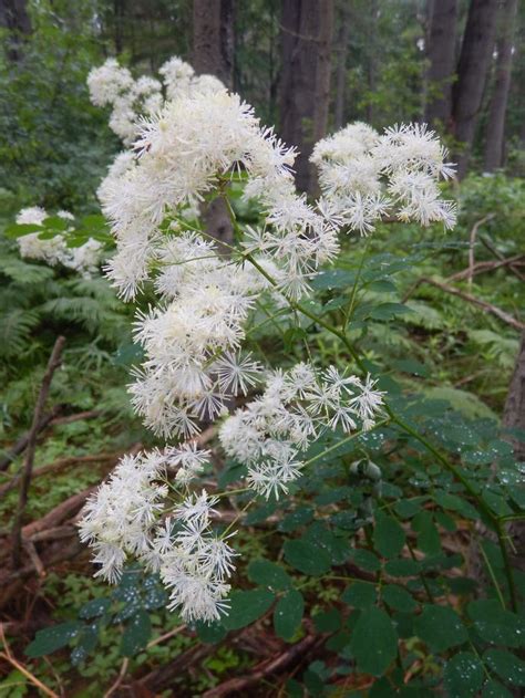 Tall Meadow Rue Thalictrum Pubescens From New England Wild Flower Society