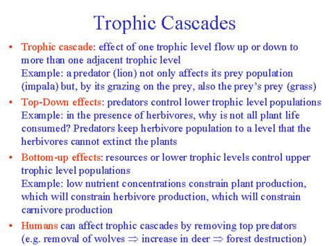 Canis Lupus 101 The Importance Of Trophic Cascades
