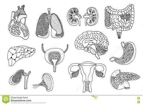 Órganos Humanos Fijados Ilustración Del Vector Ilustración De Grande