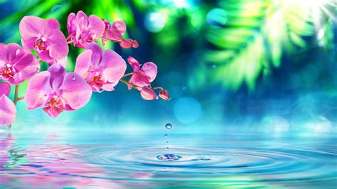 Pink Orchid Flowers Green Petals Drops Water Waves Desktop Hd Wallpaper