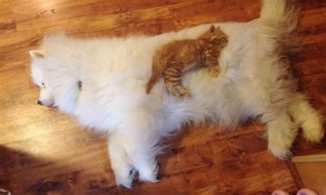 Cats Using Dogs As Pillows 9gag