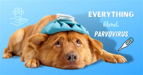 Parvovirus Symptoms Treatment And Prevention Tk Hot Retrievers