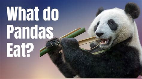 What Do Pandas Eat In The Wild And In Captivity Pandas Diet Youtube