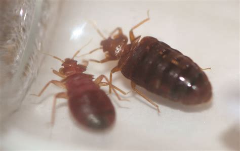Bed Bug Infestations Come With Uptick In Travel Franklin Pest Solutions